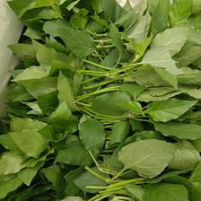 清遠清新區(qū)血通菜 質優(yōu)價廉的新鮮蔬菜批發(fā)之選