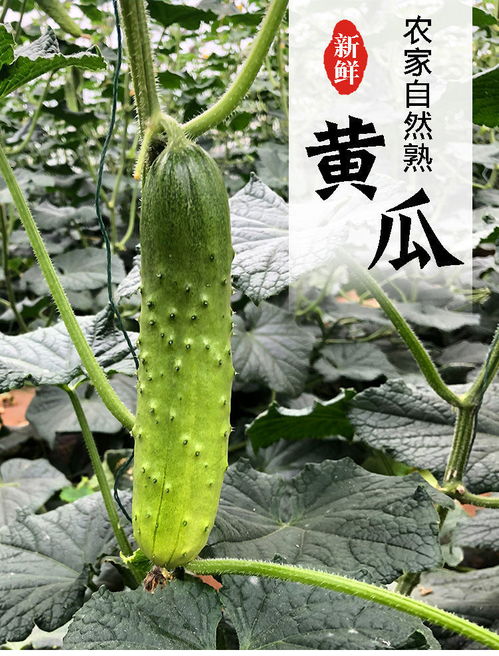 山東小黃瓜 新鮮現(xiàn)摘的健康之選，孕婦也適宜的夏季蔬果