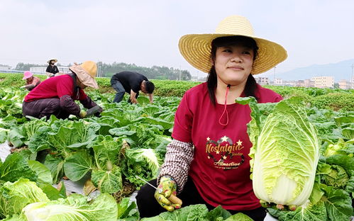 平桂區(qū)稻菜輪作基地春菜豐收 新鮮蔬菜供不應求